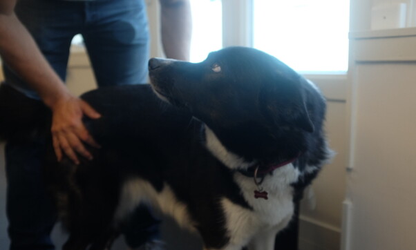 Resepsjonist og hund Simba tar i mot oss på kontoret til Linkpulse. Hun gjør også linjesupport, skyter utvikler Nils Hofgaard inn.