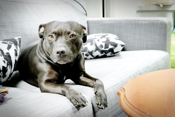 I Krillbites lokaler er også studiohunden Vaffel på besøk. 📸: Ole Petter Baugerød Stokke