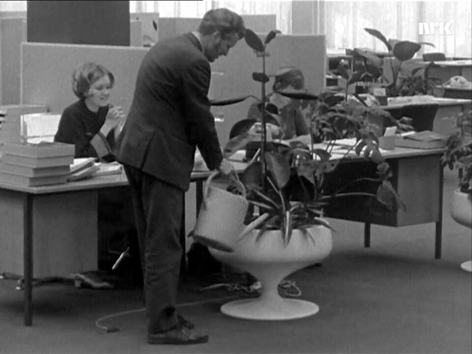 En mann vanner potteplantene i et åpent kontorlandskap i 1970. Kvinnen bak synes det er litt rart. 📸: NRK