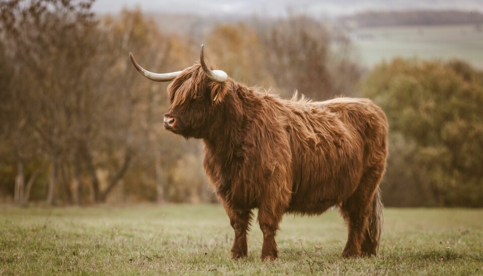 Don't shave that yak! advarer Eugene Romero. 📸: Thomas Q / Unsplash