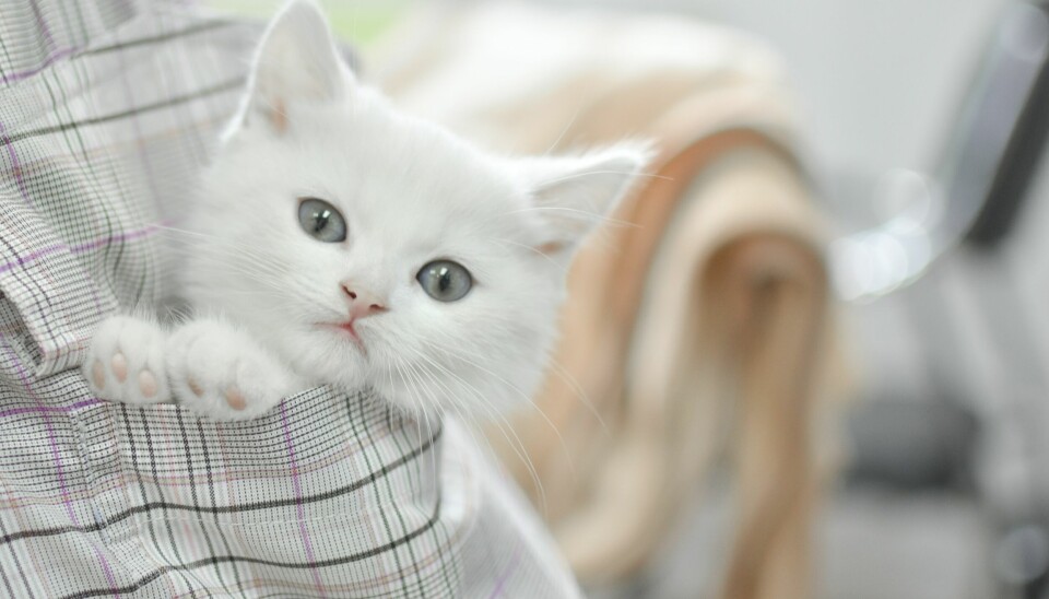Flexbox eller Grid? Katten spør. 📸: H Shaw on Unsplash