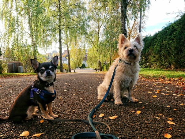 - Når vi ikke er ved datamaskinen, så finner du oss ute på tur med hundene. 📸: Privat
