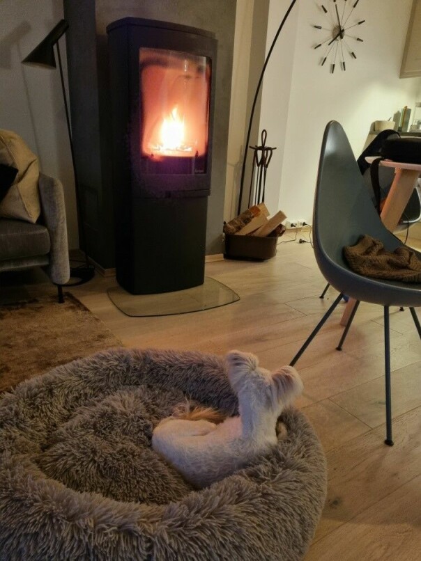 Kollegaen til Sanna Diana Tomren på hjemmekontoret. 📸: Privat