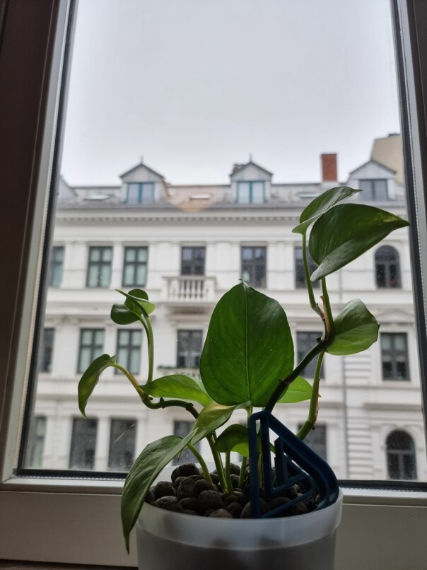 - Jeg har hatt noen bra flauser, innrømmer Kevin Danielsen; eieren av denne potteplanta. 📸: Privat