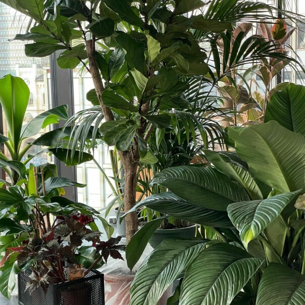 En liten smakebit fra første planteleveranse. 📸: @blankoslo på Instagram