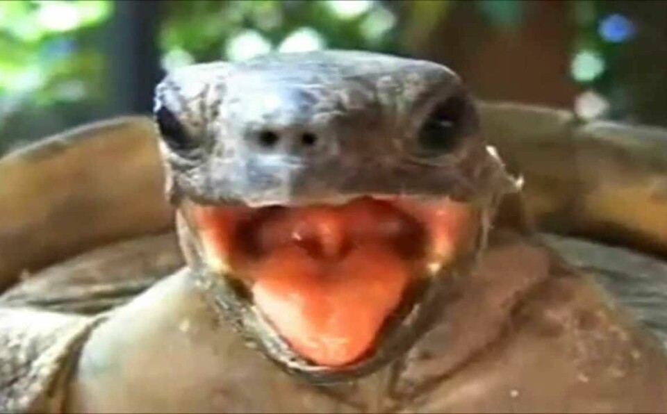Turtle Sex - Funny Funny Funny turtle making weird noises..