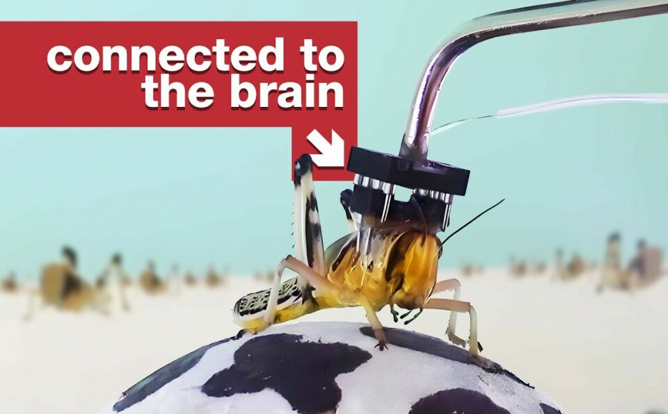 It's the Matrix, but for locusts.