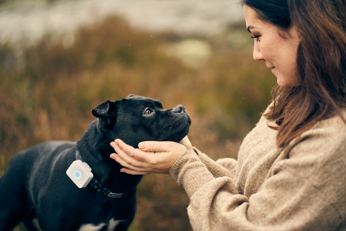 Lildog-enheten festes til halsbåndet til hunden. Det kommer også en løsning for katter. 📸: Lilbit