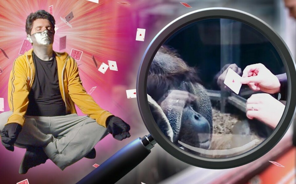 Orangutan Card Trick DEBUNK