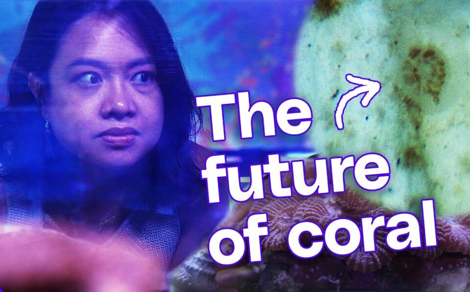 Inside the wild plan to reengineer coral reefs