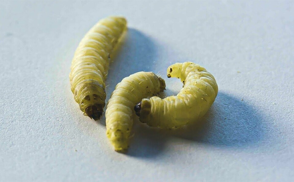 Meet The Plastic-Eating Worms | Planet Fix | BBC Earth Science